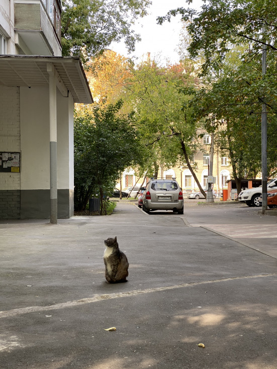 уличный кот стандартный объектив